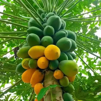 Papayas